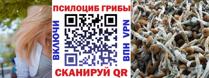 Купить  Белово  Псилоцибиновые грибы мицелий 